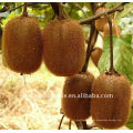 Juicy Fresh Kiwi Fruit